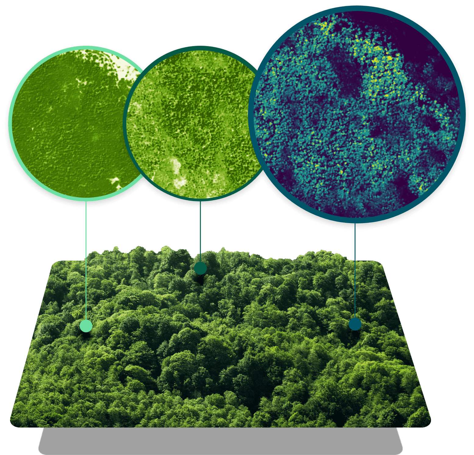 Forest Carbon: Reliable, Scalable Carbon Estimates